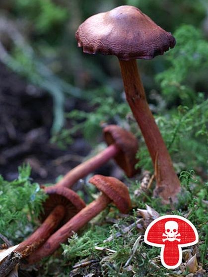 Blutroter Hautkopf, ein giftiger Pilz | Bild: BR / Andreas Fruth