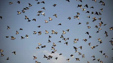 Vögel schmecken keine Schärfe, sie sind daher wichtig für die Verbreitung der Chili-Samen | Bild: picture-alliance/Uwe Zucchi
