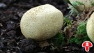 Dickschaliger oder Gemeiner Kartoffelbovist ist ein giftiger Pilz | Bild: BR / Andreas Fruth