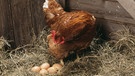 Henne mit Eiern. Zu Ostern gibt es Ostereier im Osternest. Wir erklären, was in einem Ei steckt. | Bild: picture alliance / Mary Evans Picture Library