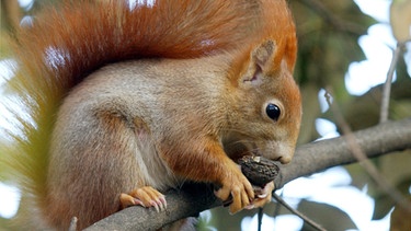 Eichhörnchen mit Nuss. Machen Nüsse dick? Walnüsse oder Paranüsse enthalten tatsächlich viel Fett, aber genau das macht sie so gesund. Nüsse können aber auch Allergien auslösen. | Bild: picture-alliance/dpa