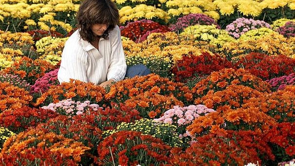 Chrysanthemen | Bild: colourbox.com