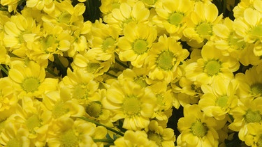 Chrysanthemen | Bild: colourbox.com