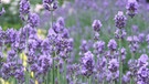Lavendel | Bild: BR