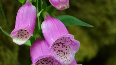 pinkfarbene Blüte eines Fingerhuts | Bild: colourbox.com