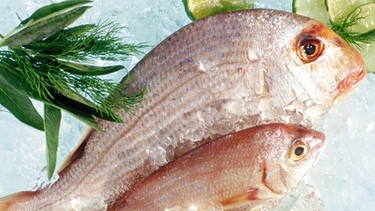 Fisch | Bild: Image Source