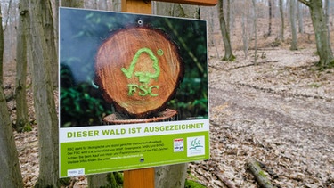 Ein Schild des Forest Stewardship Council (FSC) weist darauf hin, dass dieser gemäß den FSC-Prinzipien und -Kriterien bewirtschaftet wird.  | Bild: picture-alliance/dpa / Markus Scholz