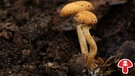 Ganzgiftiger Gifthäubling oder Nadelholz-Häubling, ein tödlich giftiger und häufiger Pilz | Bild: BR / Andreas Fruth
