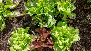 Gartensalat im Bauerngarten. Zu einer gesunden Ernährung gehört Salat dazu: Ballaststoffe fördern die Verdauung und Senföle wirken entzündungshemmend. Doch nicht jede Sorte enthält gleich viel Vitamine.  | Bild: BR/Philipp Kimmelzwinger