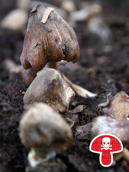Der Gefleckte Rißpilz ist wie alle Rißpilze (Risspilze) giftig. Der Pilz ist verbreitet. | Bild: BR / Andreas Fruth