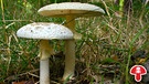 Gelber Knollenblätterpilz, ein extrem giftiger Pilz | Bild: picture-alliance/dpa