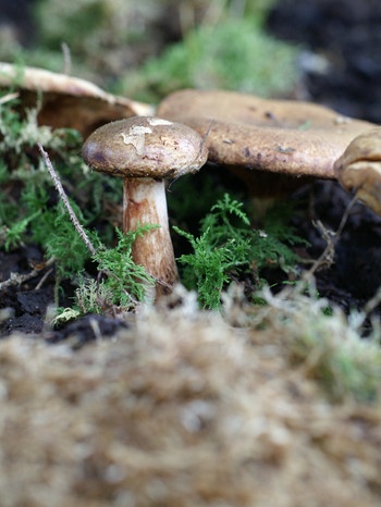 Kahler Krempling. Vorsicht: Dieser Pilz ist giftig! Obwohl man ihn früher für essbar hielt. | Bild: BR / Andreas Fruth