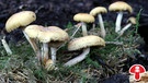 Grünblättriger Schwefelkopf, ein stark giftiger Pilz, häufig und potentiell tödlich | Bild: BR / Andreas Fruth