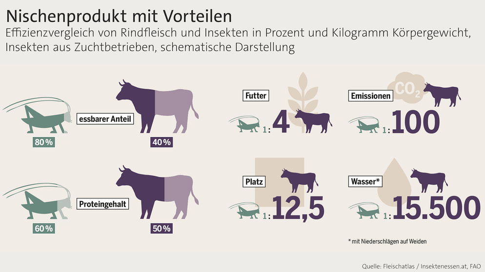Heuschrecken sind um ein vielfaches anspruchsloser was Futter und Wasser angeht als Rinder. Dabei ist sowohl ihr essbarer Anteil als auch ihr Proteingehalt größer. Die Heuschreckenzucht ist also um einiges umweltfreundlicher und effizienter als die Rinderzucht.  | Bild: Fleischatlas 2018, FAO