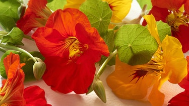 Blüten der Kapuzinerkresse. Nicht nur ihr hoher Vitamin-C-Gehalt macht sie zu einem Arzneimittel.  | Bild: picture-alliance/dpa/imageBROKER