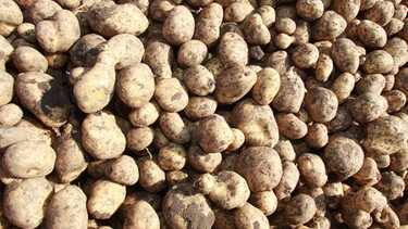 Ob Kartoffeln gesund sind, hängt davon ab, wie man sie zubereitet.  | Bild: picture-alliance/dpa