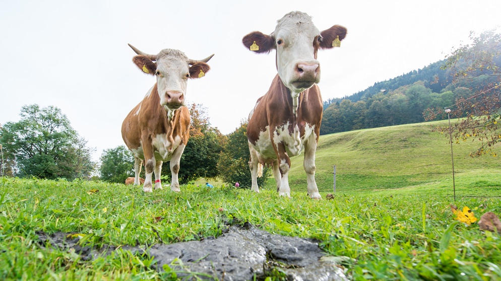 Zwei Kühe vor einem Kuhfladen: Durch Kuhfladen von Kühen, die ins Wasser gelangen und durch das Gießen aufs Gemüse kommen, kann Ehec übertragen werden. | Bild: picture alliance / Marc Müller/dpa | Marc Müller