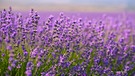 Lavendel | Bild: colourbox.com