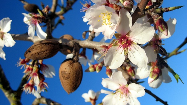 Mandelblüten und Mandel am Baum | Bild: picture-alliance/dpa