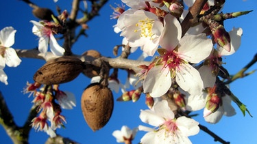 Mandelblüten und Mandel am Baum | Bild: picture-alliance/dpa