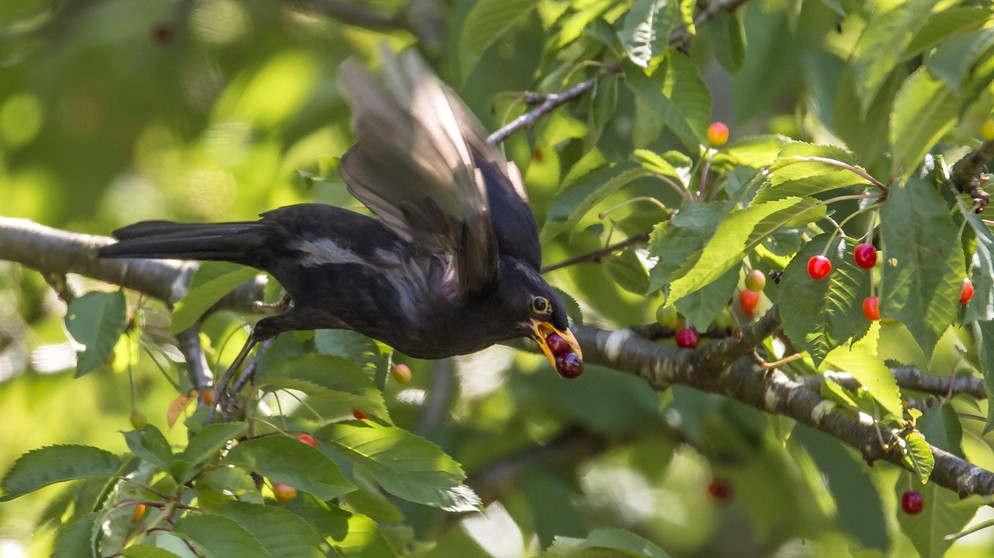 Obstbäume sind darauf angewiesen, dass Tiere ihre Samen verbreiten. Hier fliegt eine Amsel mit Kirschen davon. | Bild: picture-alliance/dpa/Blickwinkel/R. Sturm