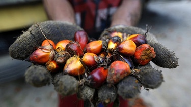 Palmöl-Produktion in Indonesien | Bild: dpa-Bildfunk