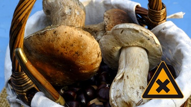 Pilze im Korb mit Gefahrenzeichen "Gesundheitsschädlich" | Bild: colourbox.com, Creativ Collection, Montage: BR