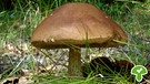 Der Birkenpilz ist ein essbarer Pilz. Bekannt ist er auch unter den Namen Graukappe oder Kapuziner. | Bild: picture-alliance/dpa
