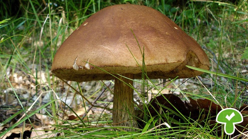 Der Birkenpilz ist ein essbarer Pilz. Bekannt ist er auch unter den Namen Graukappe oder Kapuziner. | Bild: picture-alliance/dpa