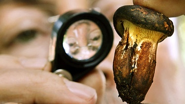 Pilzexperte untersucht mit Lupe einen Kahlen Krempling. Dieser Pilz galt lange als genießbar und zählt inzwischen zu den giftigen Pilzen. | Bild: picture-alliance/dpa
