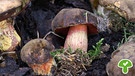 Flockenstieliger Hexenröhrling oder auch Schusterpilz ist ein essbarer und verbreiteter Pilz | Bild: BR / Andreas Fruth