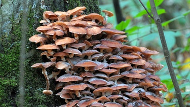 Hallimasch-Pilze an einem Baumstumpf: Dieser Pilz ist ein Schmarotzer, der sich über Bäume die nötigen Nährstoffe besorgt. | Bild: picture-alliance/dpa