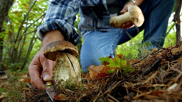 Mann schneidet Pilz im Wald ab | Bild: colourbox.com