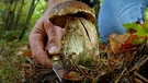 Mann schneidet Pilz im Wald ab | Bild: colourbox.com