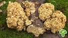 Auch die Krause Glucke ist ein essbarer Pilz | Bild: picture-alliance/dpa