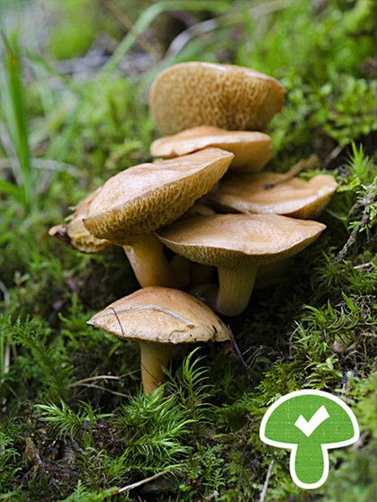 Der Kuhröhrling ist essbar und ein verbreiteter Pilz | Bild: BR / Andreas Fruth