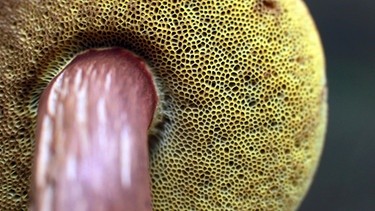 Röhren des Maronenröhrlings, einem essbaren Pilz | Bild: picture-alliance/dpa