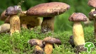 Der Maronenröhrling ist ein essbarer Pilz | Bild: picture-alliance/dpa