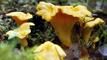 Pfifferlinge am Boden: Diese Pilze sind nur gering radioaktiv belastet und essbar. | Bild: picture-alliance/dpa