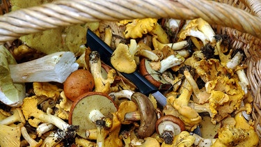 Pilze in einem Korb | Bild: picture-alliance/dpa
