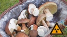 Korb mit Pilzen, Gefahrenzeichen "radioaktiv" | Bild: colourbox.com, Creativ Collection; Montage: BR