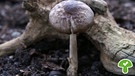 Rehbrauner Dachpilz, ein essbarer Pilz | Bild: BR / Andreas Fruth