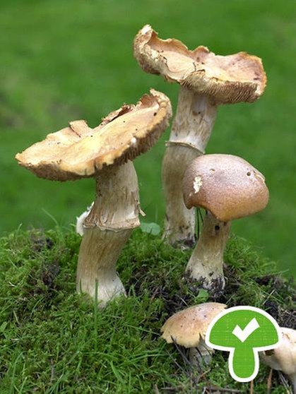 Der Reifpilz ist ein essbarer Pilz, für Anfänger aber schwer von ungenießbaren und giftigen Pilzsorten unterscheidbar. Er wird auch Zigeuner genannt. | Bild: picture-alliance/dpa