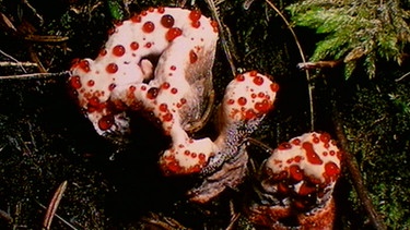 Rotbrauner (oder Rostbrauner) Korkstacheling, auch Blutender Korkstacheling, genannt. Der Pilz ist ungeniessbar.  | Bild: BR