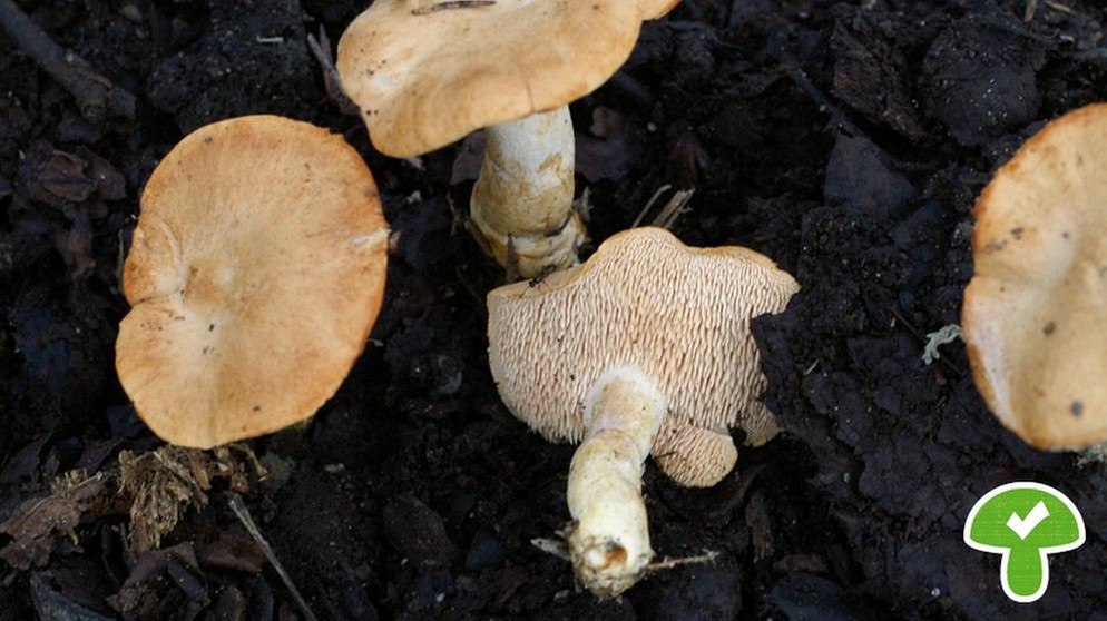 Der Rotbraune Semmelstoppelpilz ist ebenfalls essbar, doch dieser Pilz kommt nicht so häufig vor. | Bild: BR / Andreas Fruth