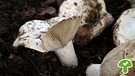 Der Schmalblättriger Weißtäubling ist ein essbarer Pilz und verbreitet | Bild: BR / Andreas Fruth