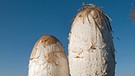 Der Schopftintling ist jung essbar. Der Pilz wird auch Spargelpilz genannt. | Bild: picture-alliance/dpa