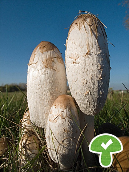 Der Schopftintling ist jung essbar. Der Pilz wird auch Spargelpilz genannt. | Bild: picture-alliance/dpa