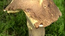 Sommersteinpilz, ein essbarer Pilz | Bild: picture-alliance/dpa