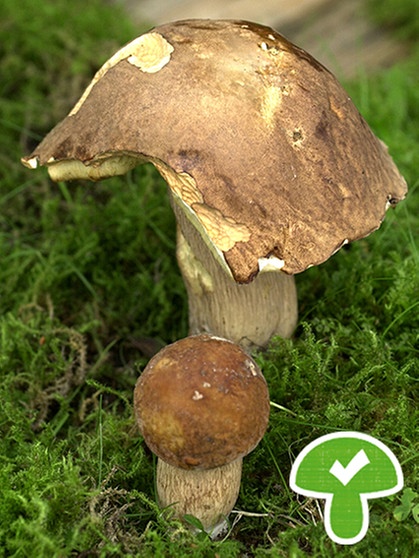 Sommersteinpilz, ein essbarer Pilz | Bild: picture-alliance/dpa
